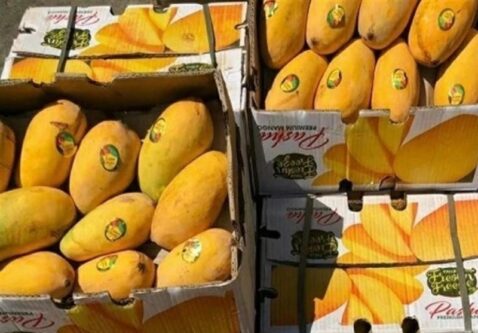 شرایط واردات انبه از کشور کنیا اعلام شد