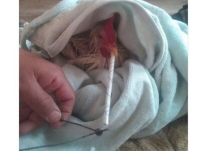 واکنش مرغداران گوشتی به ادعای مرغ تریاکی