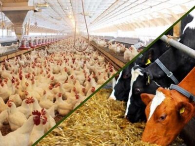 نهاده‌های دامی بدون تغییر قیمت تا پایان سال توزیع می‌شود