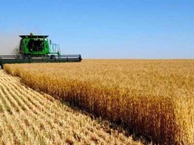 انتقال تولید گندم به اراضی دیم  تا 5 سال آینده