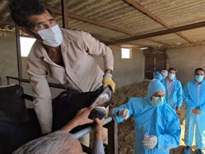 ورود تب برفکی به کشور با الگوی غیرمتعارف؛ بررسی سناریوی انتقال عمدی