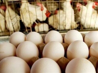 صادرات تخم مرغ از سرگرفته شد