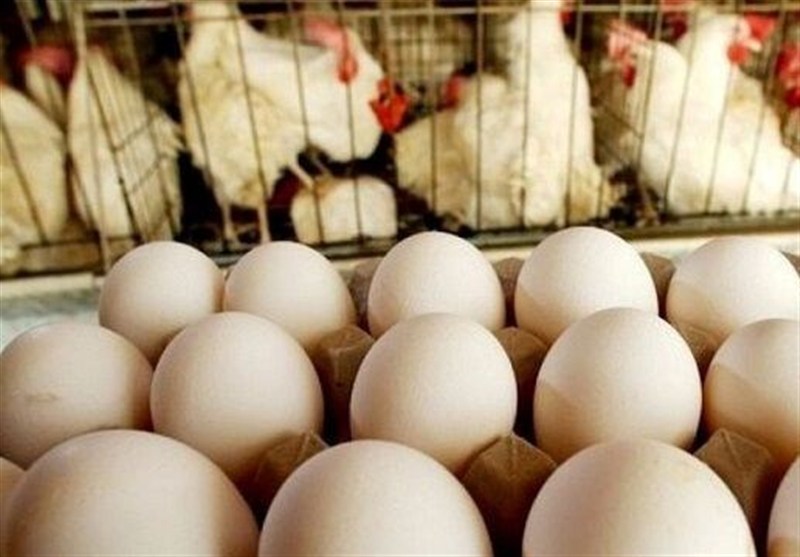 صادرات تخم مرغ از سرگرفته شد